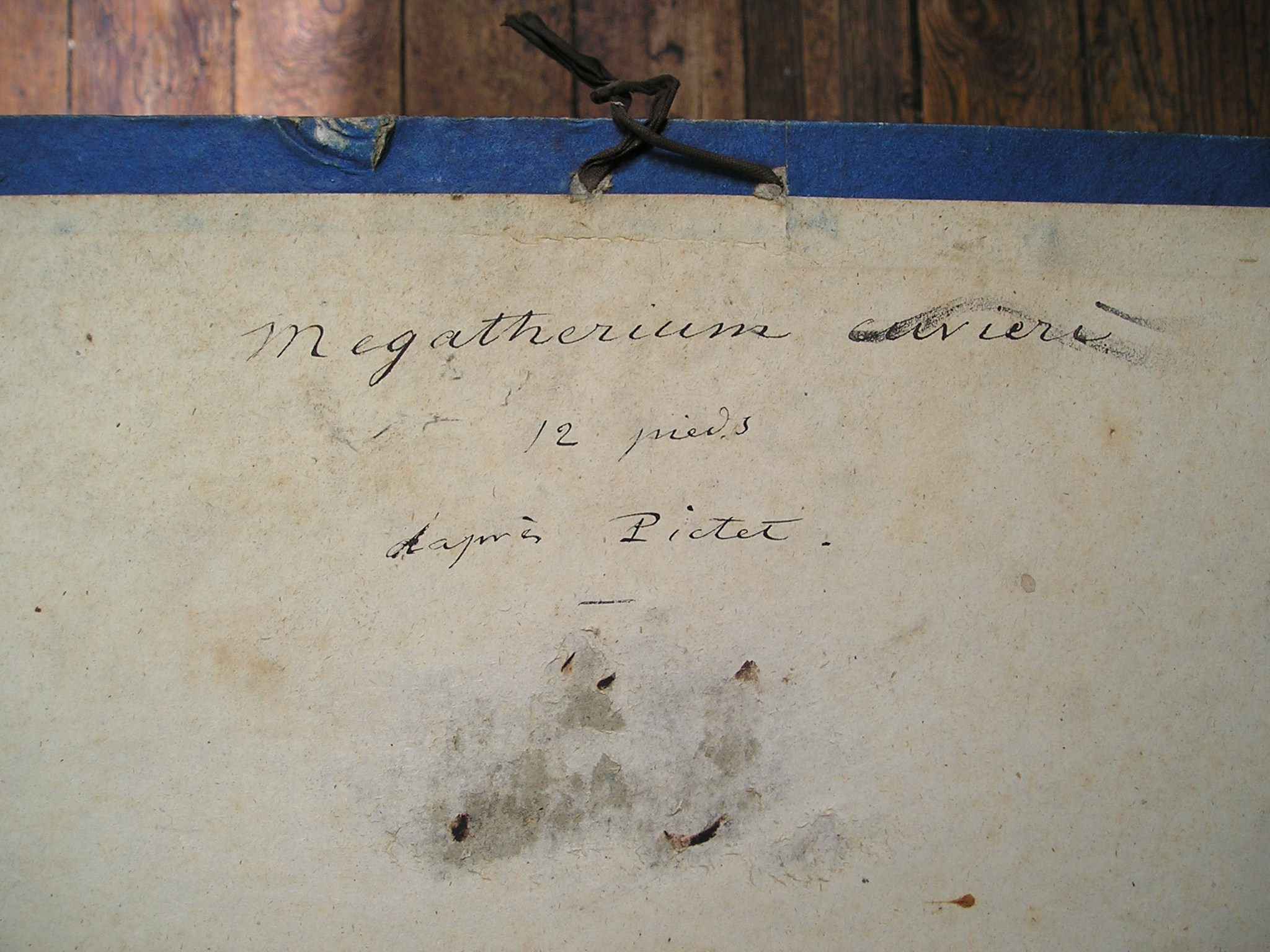 Squelette de Mégathère - Mégathère restitué